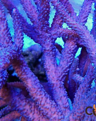 Jason Fox Steel Blue Stag