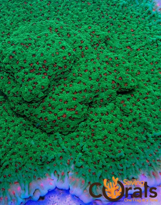 OLYMPUS DIGITAL CAMERA OLYMPUS DIGITAL CAMERA