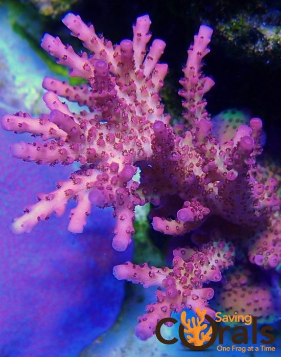 OLYMPUS DIGITAL CAMERA OLYMPUS DIGITAL CAMERA