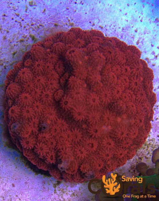 OLYMPUS DIGITAL CAMERA OLYMPUS DIGITAL CAMERA