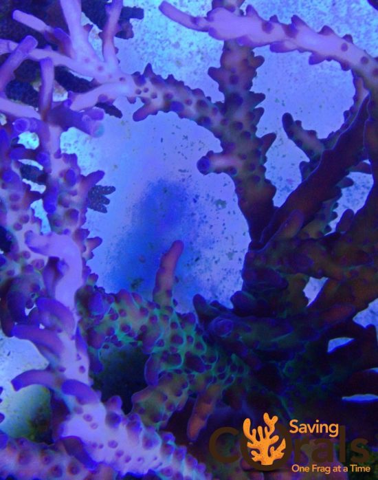 OLYMPUS DIGITAL CAMERA OLYMPUS DIGITAL CAMERA