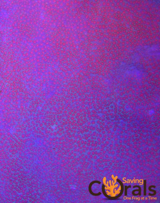 OLYMPUS DIGITAL CAMERA OLYMPUS DIGITAL CAMERA