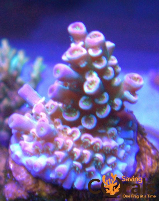 OLYMPUS DIGITAL CAMERA OLYMPUS DIGITAL CAMERA